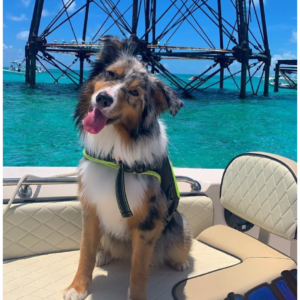 Check out these helpful tips for boating with pets before embarking on a boating adventure with your furry friends.